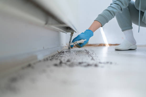 Best Termite Control Services  in Lake Wilderness, VA